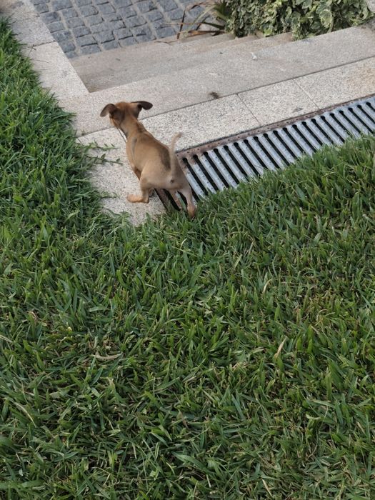 Pinscher fêmea mini