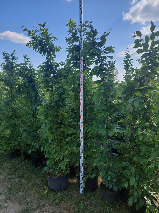 Grab doskonały na  żywopłot