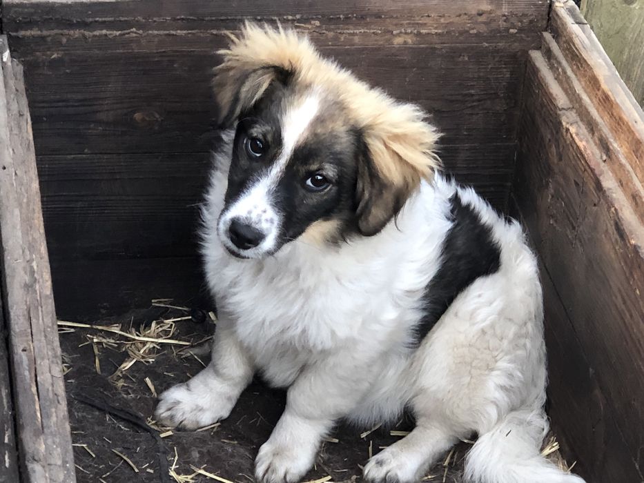 Цуценя в добрі руки. собачка. Вакцини в подарунок (від чумки і тічки)