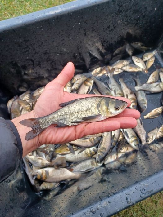 Tołpyga 15-20cm Karp Lin Jesiotry