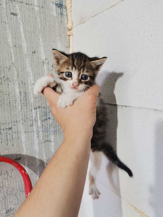 Ніжні котики зроблять Ваше життя ніжним