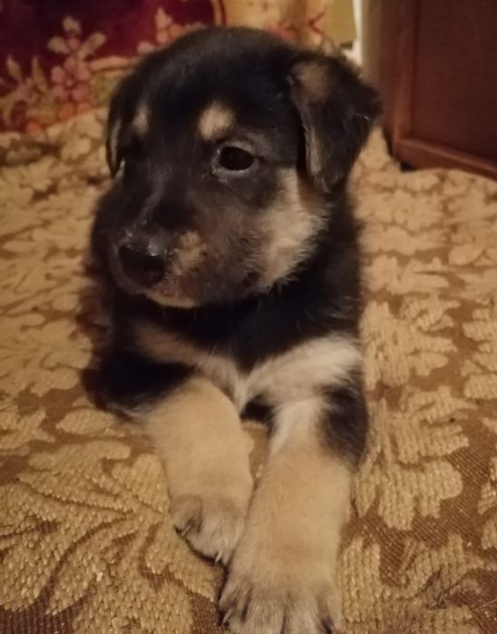 Хлопчик, майже вівчарка.