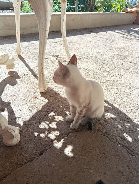 Dou gatinha com 4 mesinhos