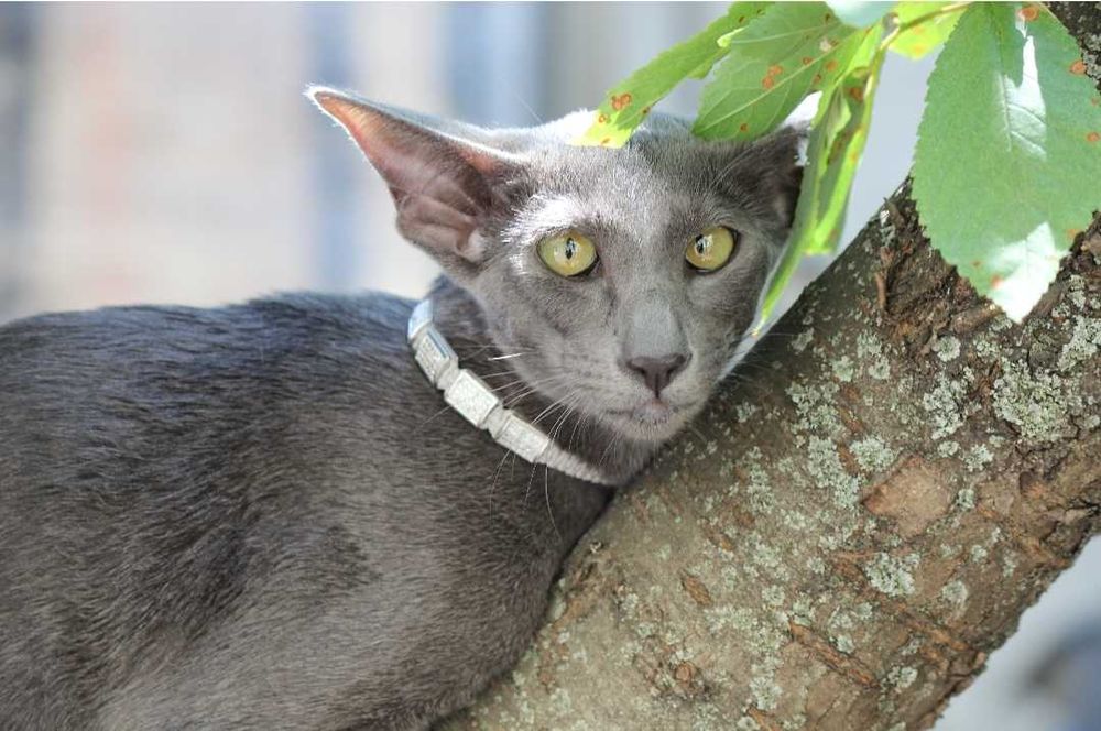 Орієнтальна кішка, блакитна пантера