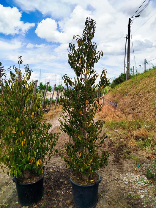 Prunus Lusitania vaso 30  Lts