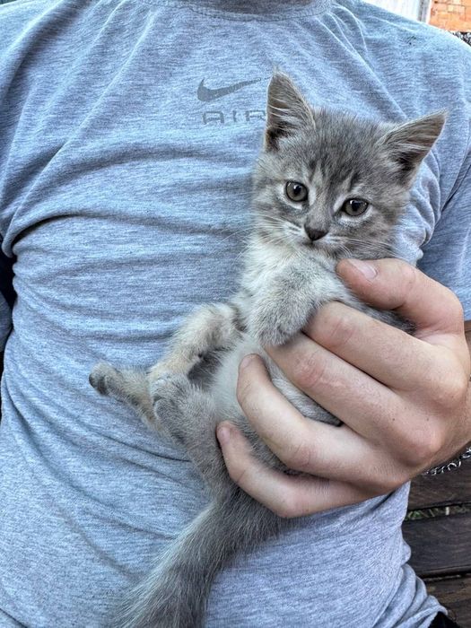 Віддам в добрі руки