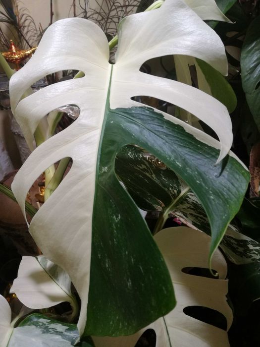 Monstera Albo Variegata philodendron roślina potwór