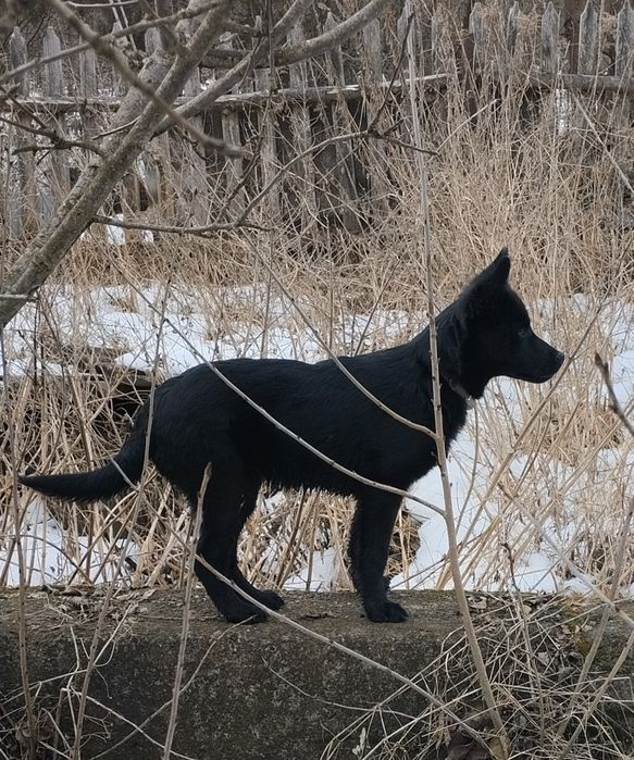 Песик шукає відповідальну родину