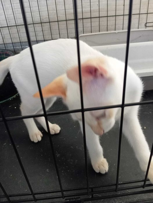 Paty - Para Adopção Responsável