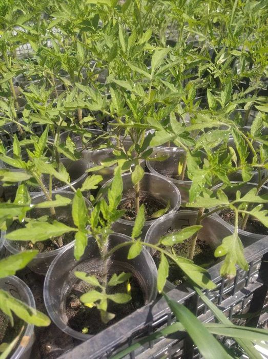 Продам отапливаемую теплицу готовый бизнес по выращиванию зелени .