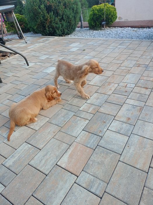 Sprzedam pieska Cocker spaniel