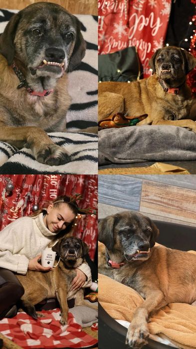 Do adopcji średniej wielkości samiec