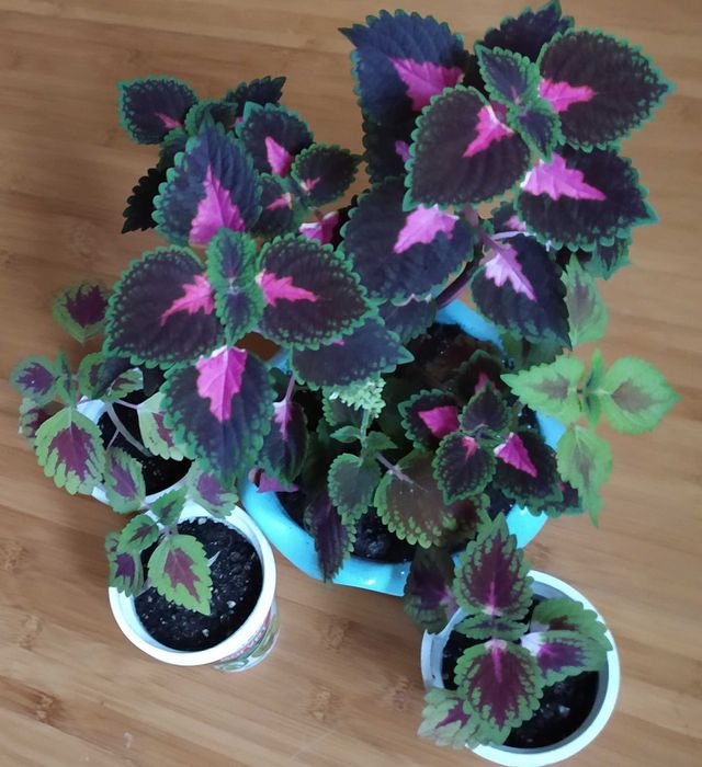 Комнатные цветы: педилантус, молочай,плектрантус