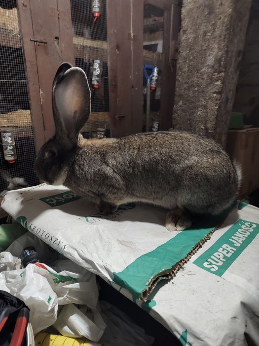 Olbrzym belgijski szary