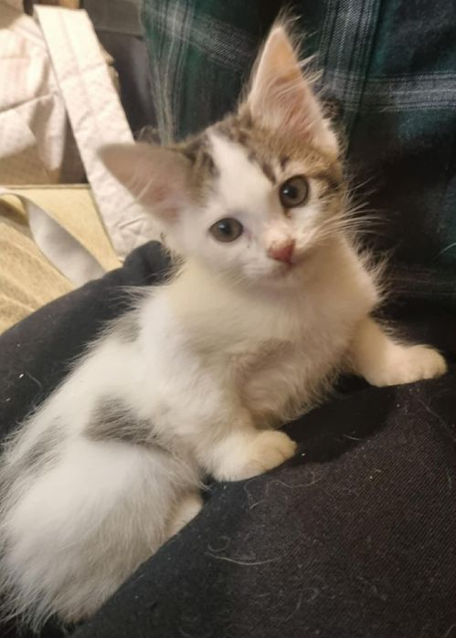 Дівчинка 2-2,5 місяці в добрі руки