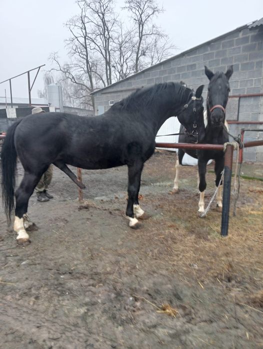 Ogier sp kary  Poker