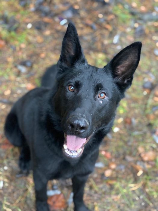 Продам собаку з документами( для служби готова)