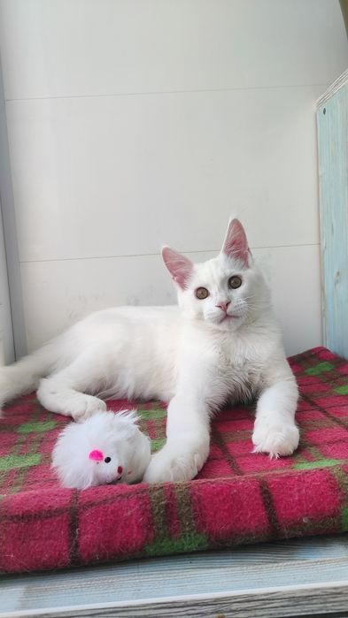 Котик Ваша радість!