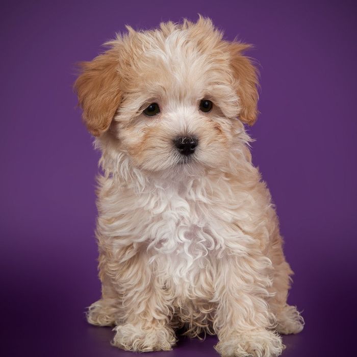 Мальтипу — ніжність у кожному русі