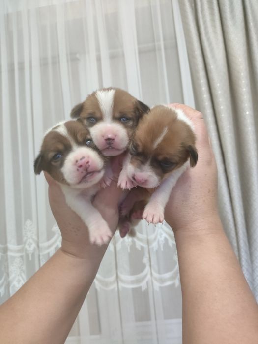 Пес патрон Джек Рассел