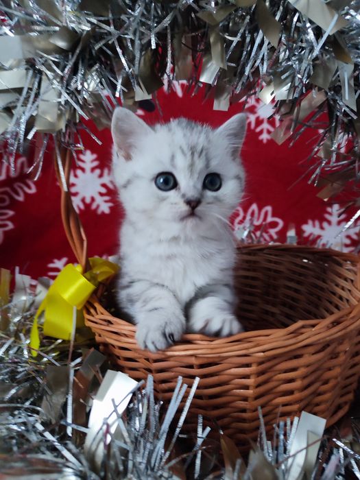 Котята шотландские, вискасный котенок