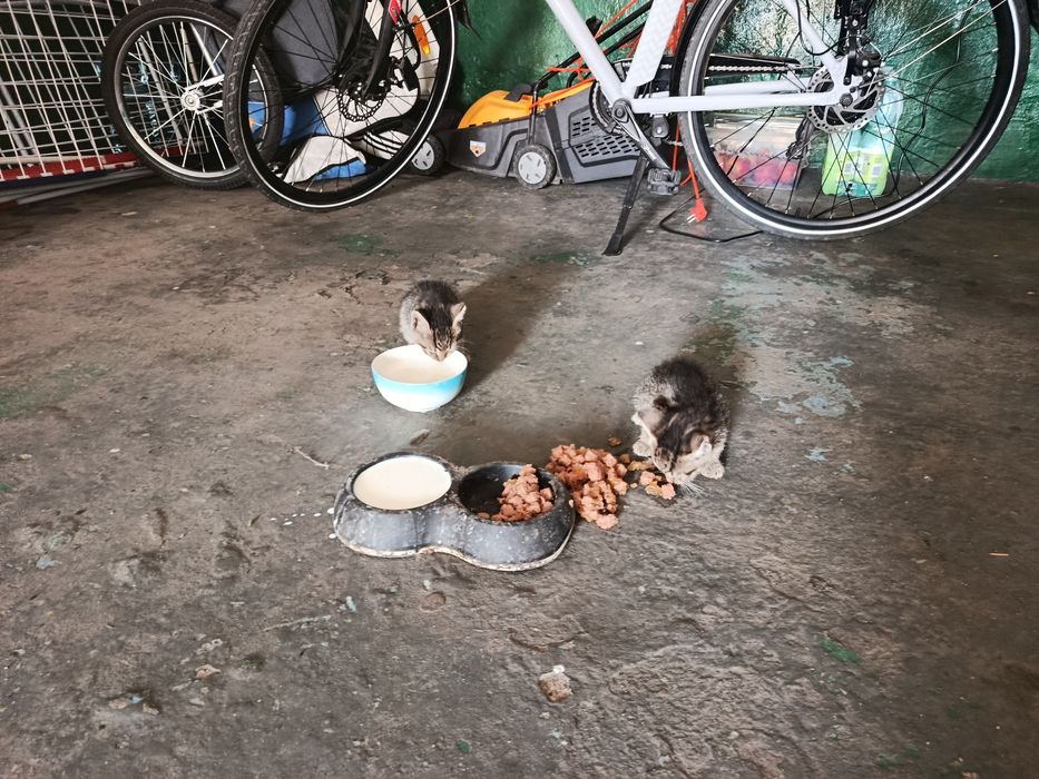 Kotki do adopcji