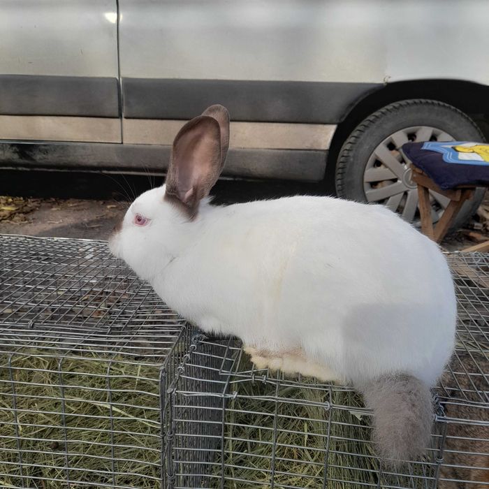 Кролики різних порід
