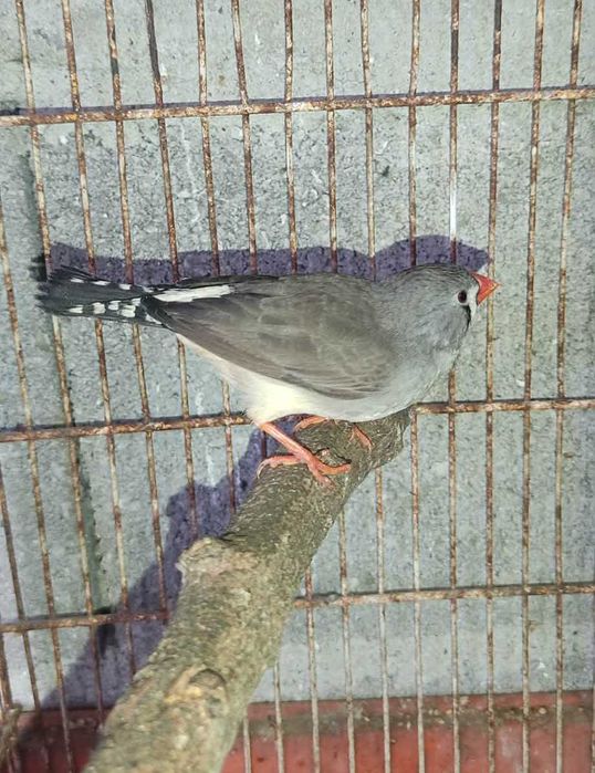 Casal Mandarins de 2024 /2025