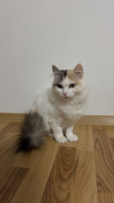 Віддаю кішку в добрі руки