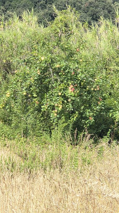 Armazém agrícola remodelado com terreno agrícola