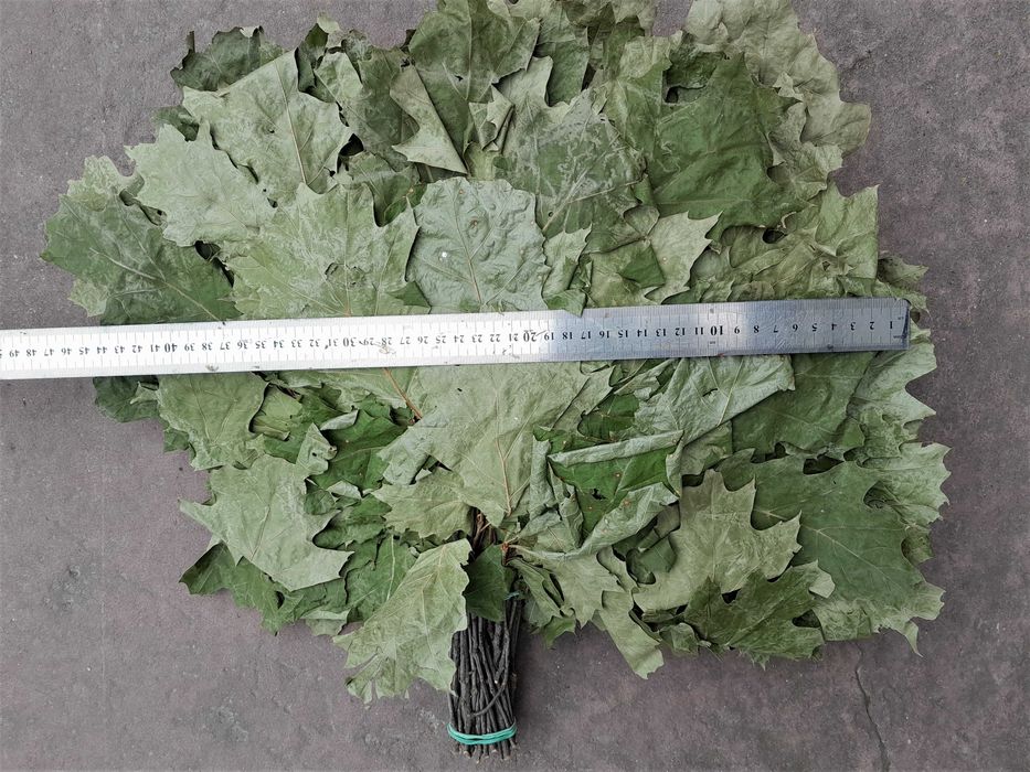 Банні віники. Канадський дуб депутатські. Одна подушка.Вищий сорт.