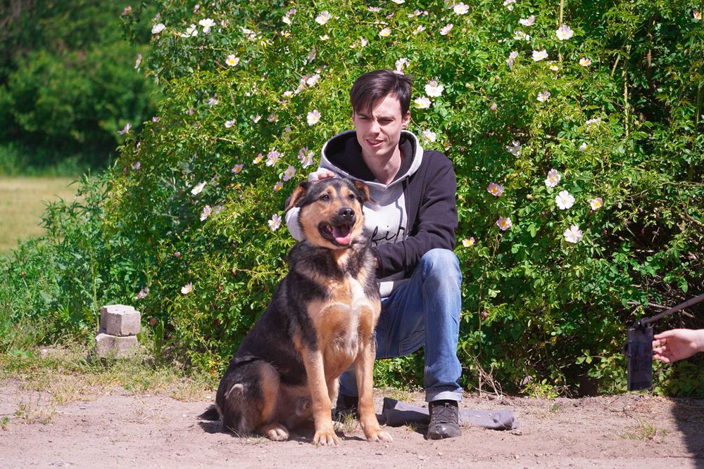 Bary - duży pies szuka domu