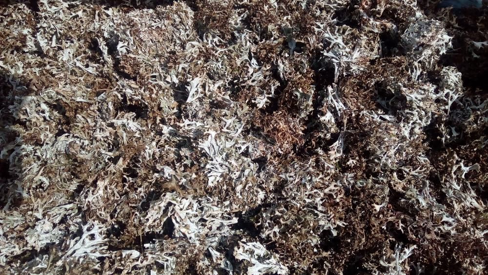 500грам ОПТ Ісландський мох Цетрарія ісландська ОПТ