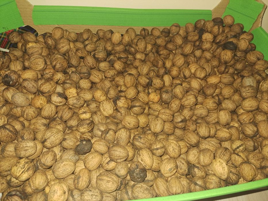 Orzechy włoskie dla Elżbiety  10 kg