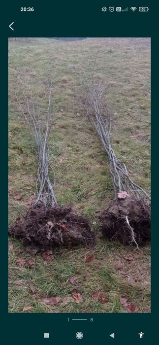 Grab Graby żywopłot - sadzonki samosiejki