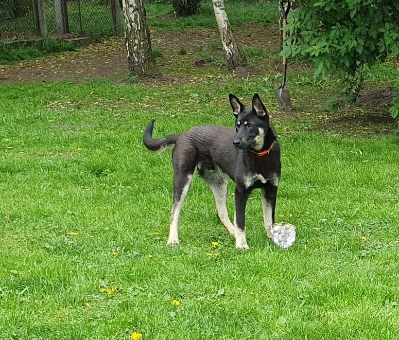 Młody, piękny, przyjazny Stefan do adopcji.