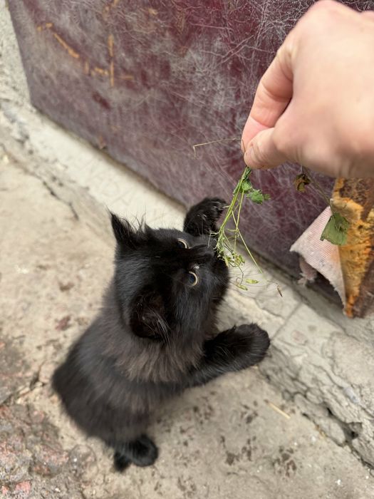 Кошенята в добрі руки.