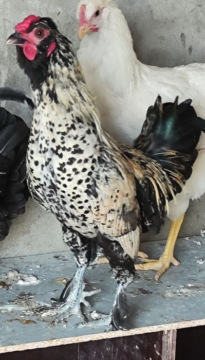 Garnizes pretos e brancos