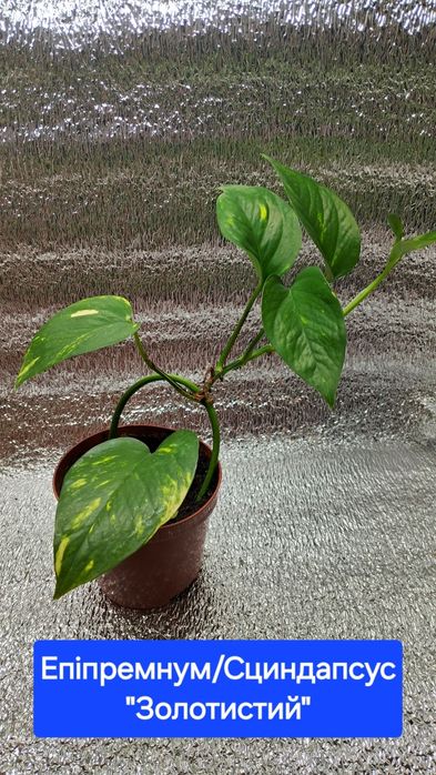Мирт, фікус Анастасія Алі Естер Неон сциндапсус Золотистий драцена