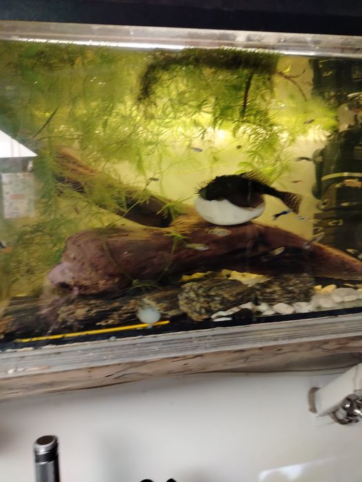 Akwarium 54l kompletne