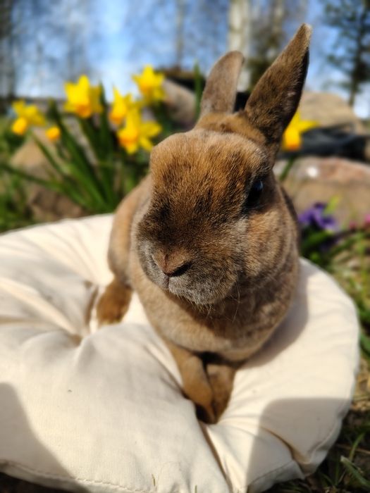Królik karzełek Rex