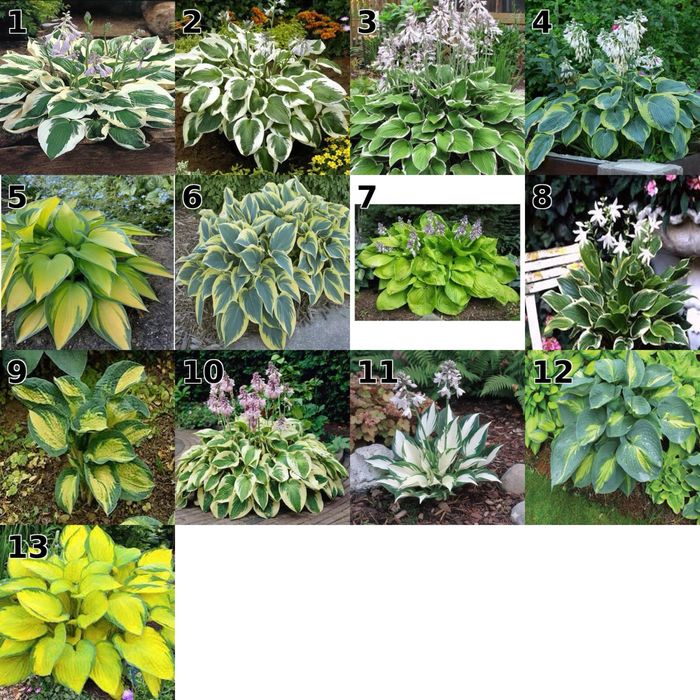 Hosta ogrodowa, Funkia różne odmiany