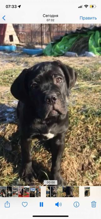 К вашему вниманию предлагаются щенки Кане корсо.