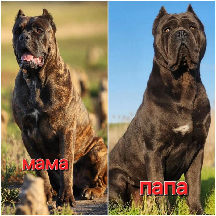 Кане корсо ярко тигровый мальчик