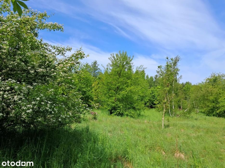 Działka w dzikiej zielni - Widok 3