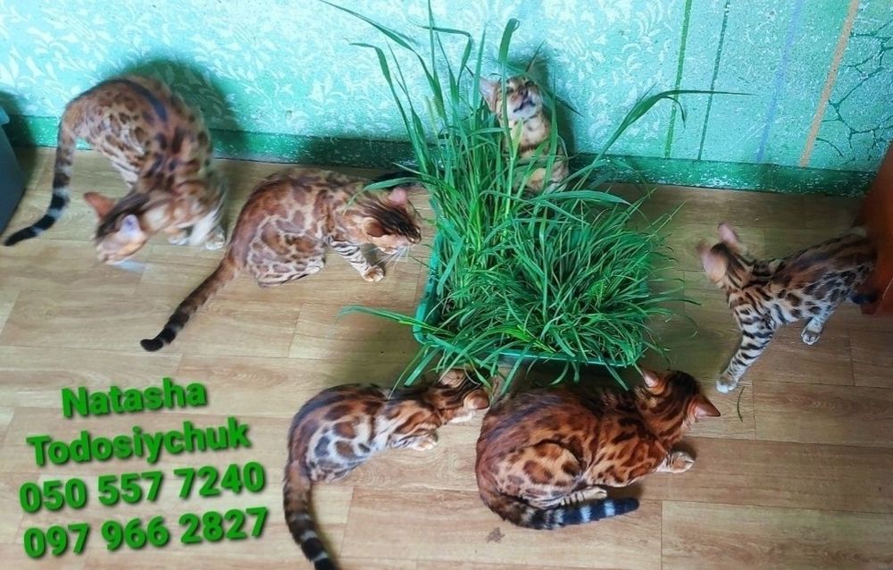 Бенгал в'язка, клубний wcf