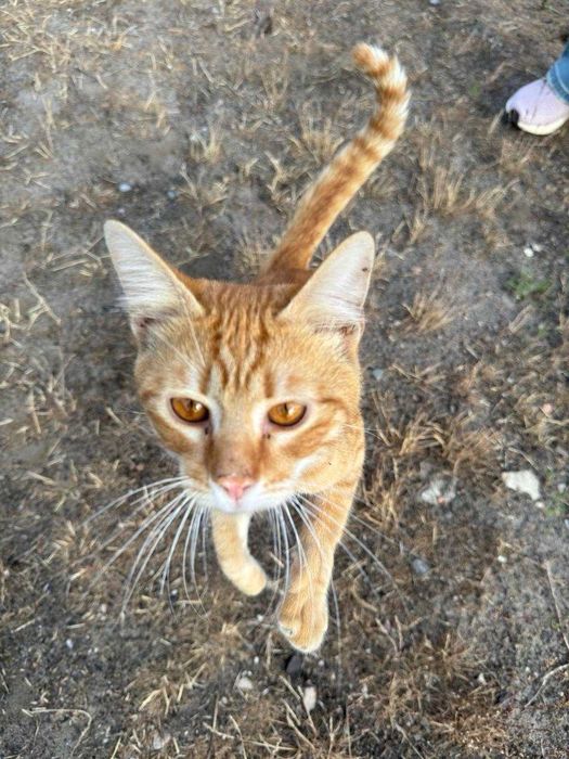 Нашелся Рыжий Кот!!!