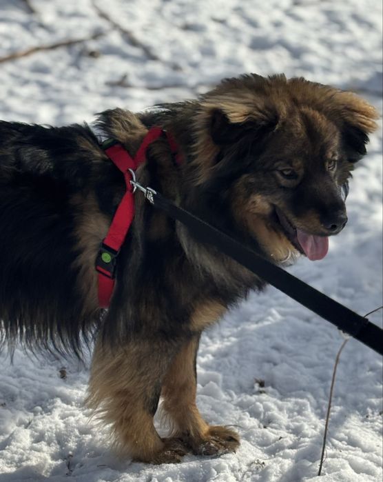 Mushu - puchaty piesek szuka domu