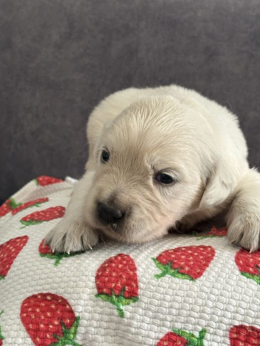 Golden retriever piesek z rodowodem FCI/ ZKwP