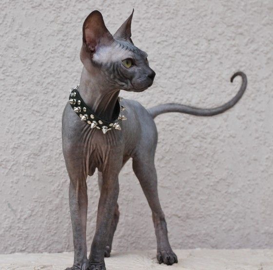 Czarny 8mcy Kocurek po kastracji. Sphynx Canadian